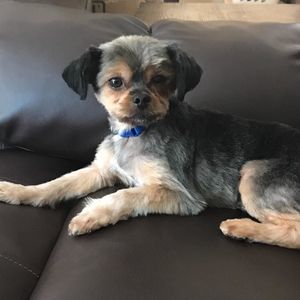 Meet your Posher, Braxton